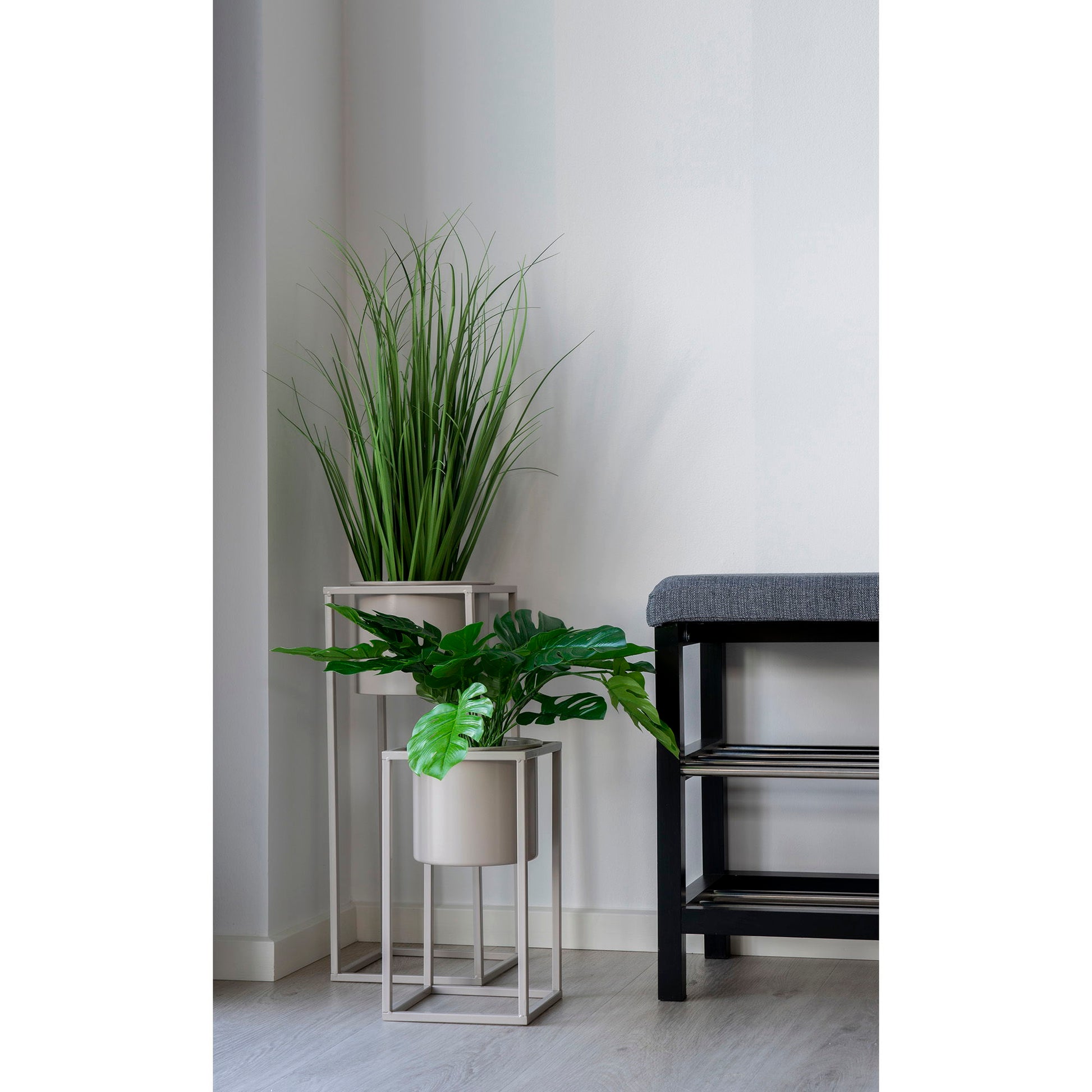 Monstera