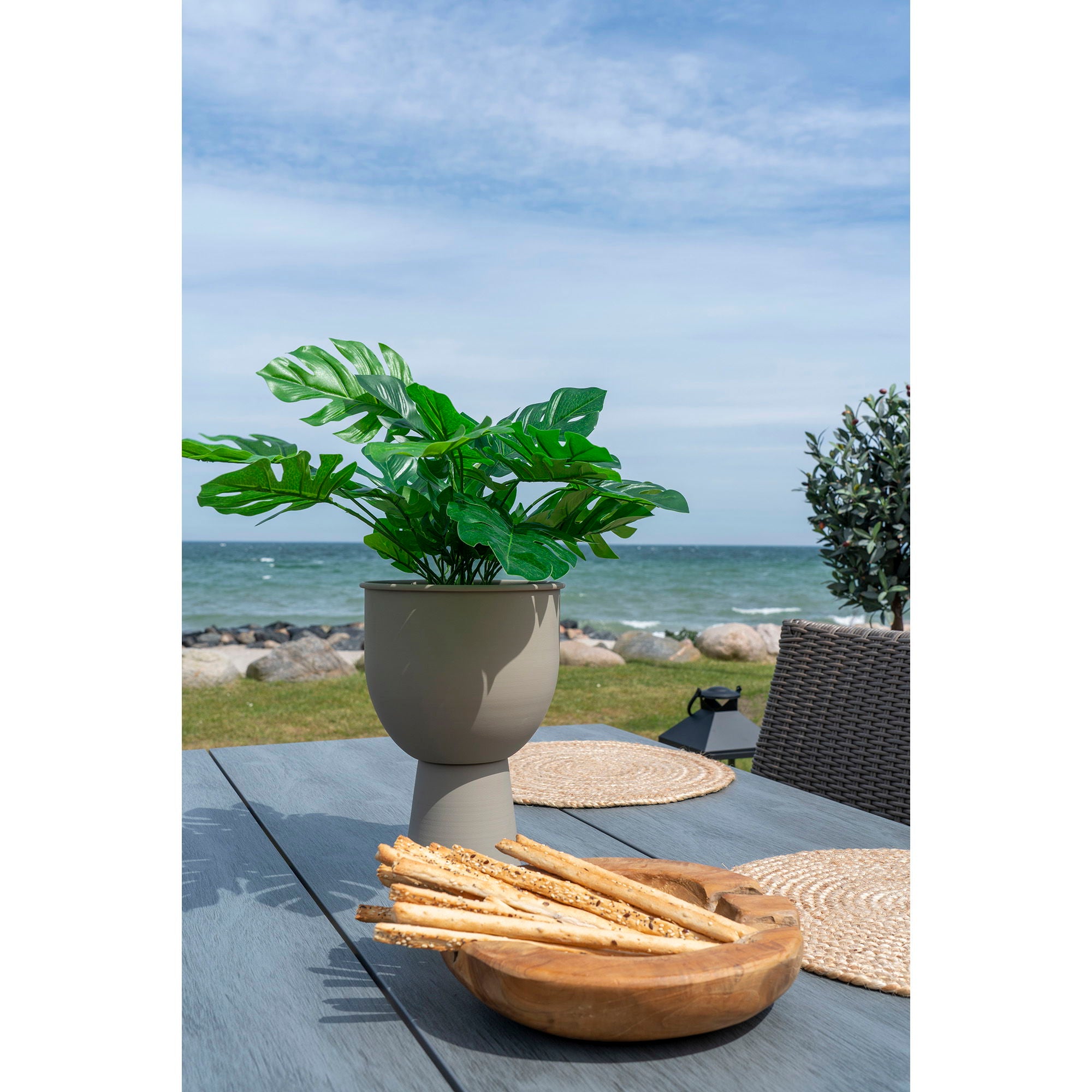 Monstera