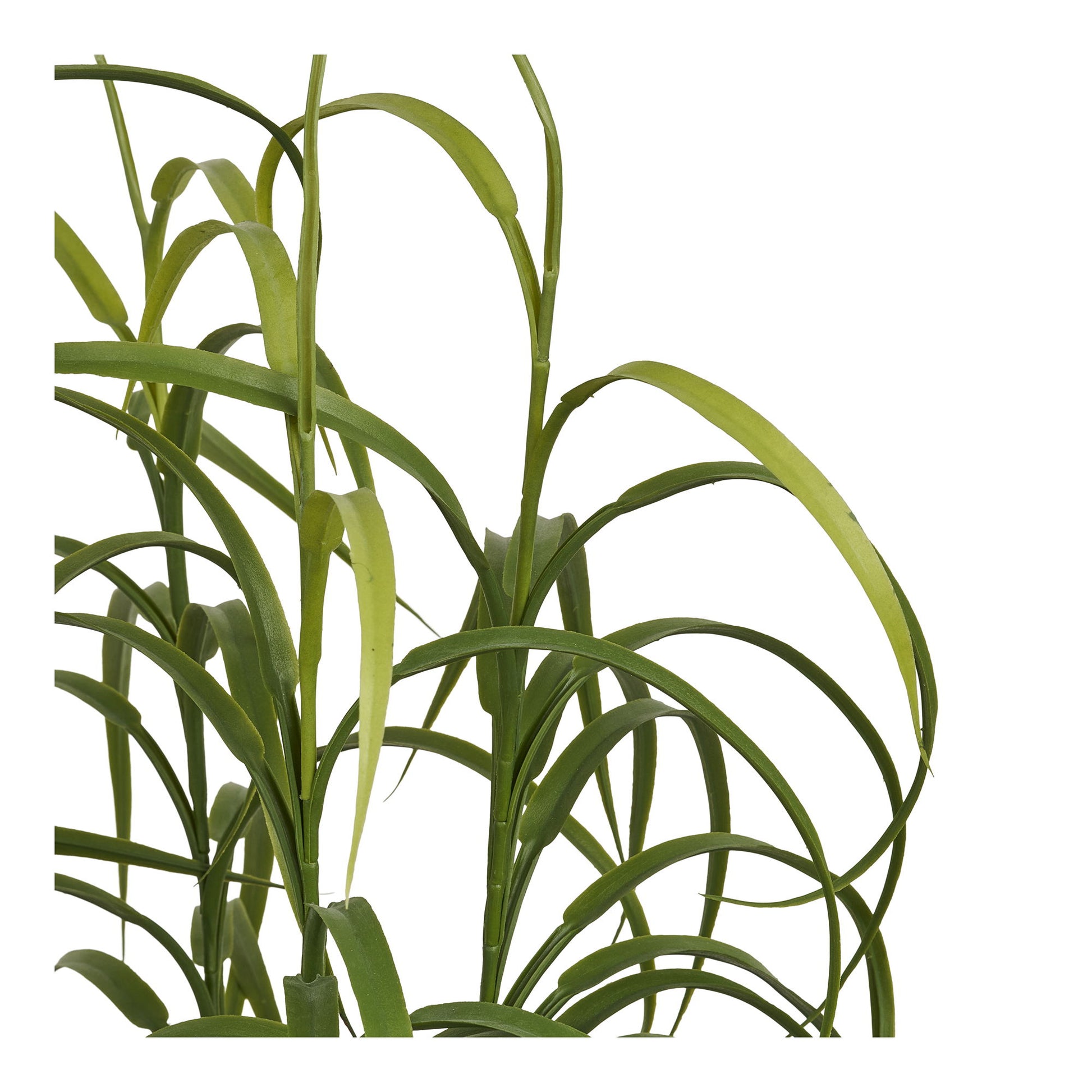 Grass Plant