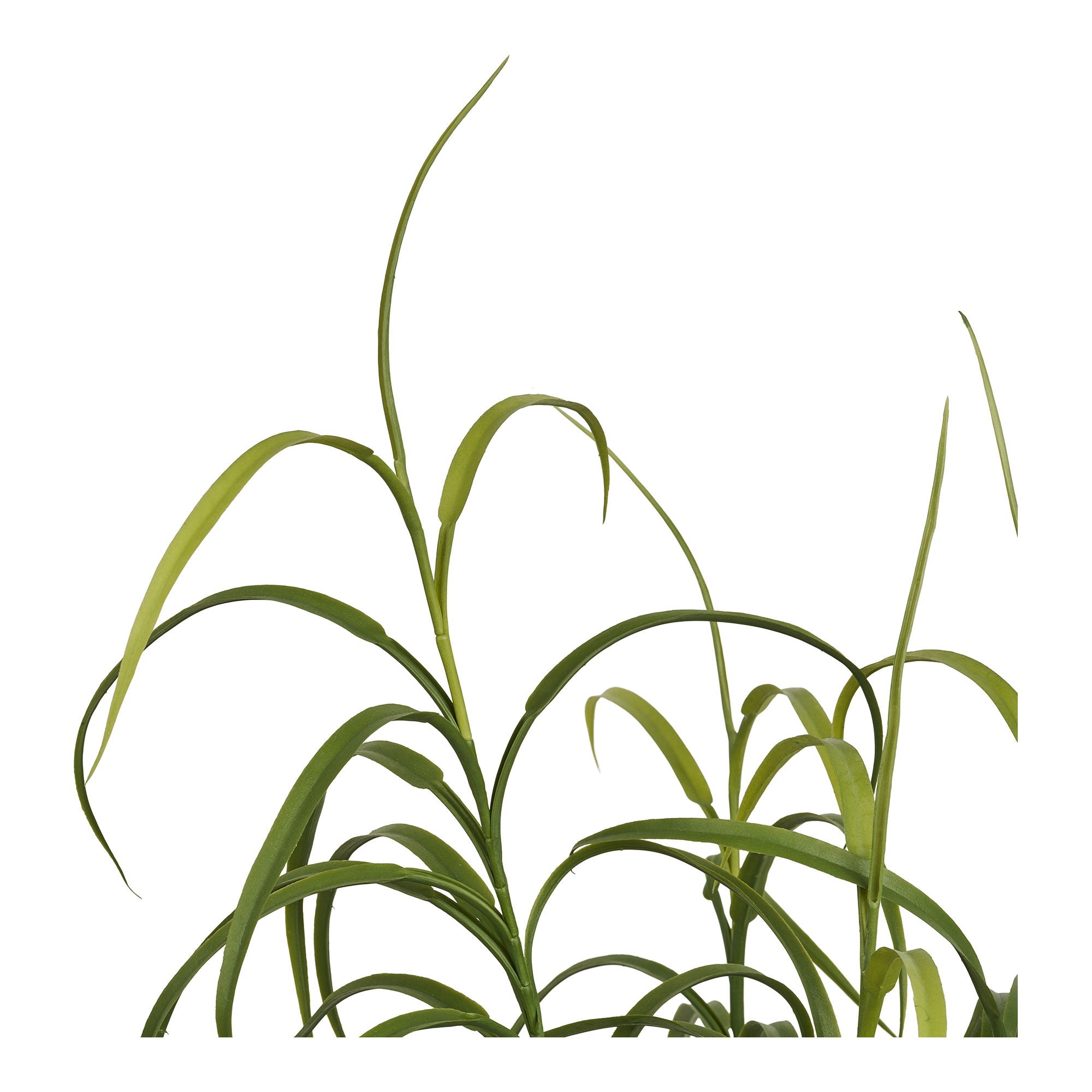 Grass Plant