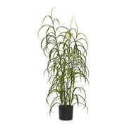Grass Plant