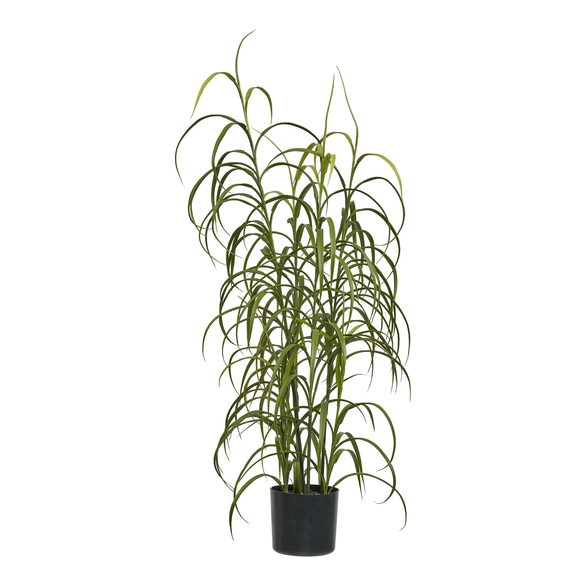 Grass Plant